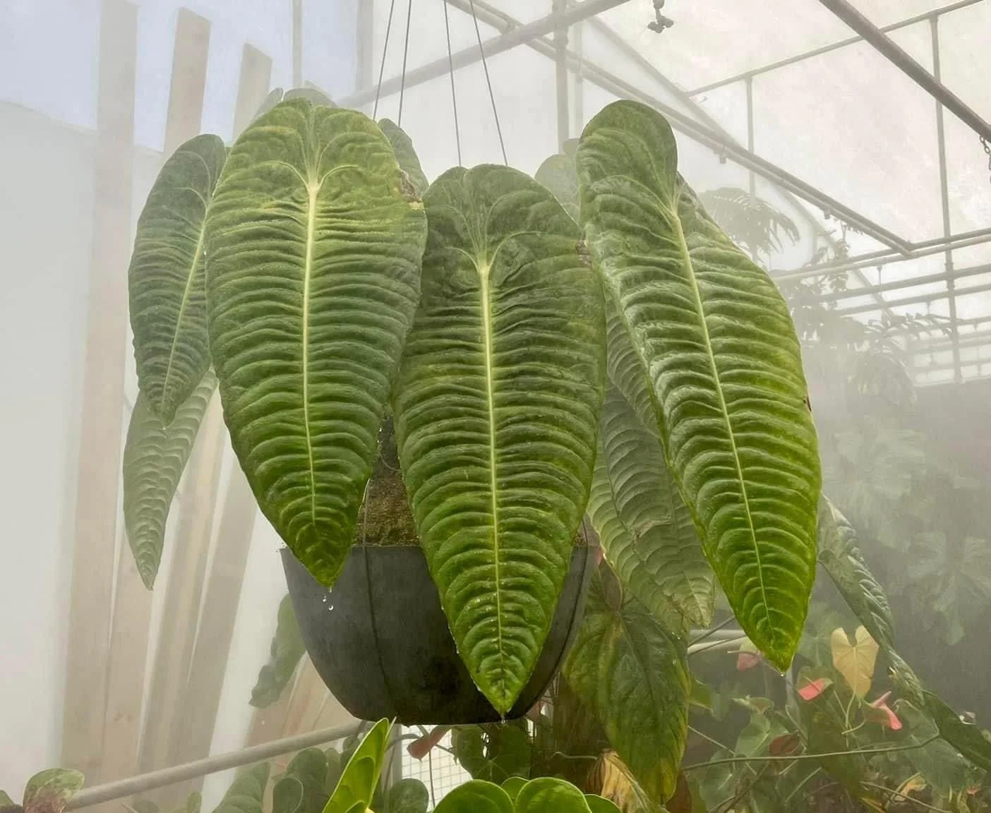 anthurium veitchii king -thehofgarden