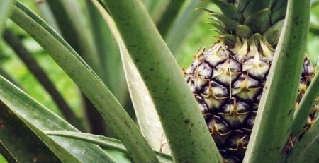 white jade pineapple - thehofgarden