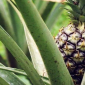 white jade pineapple - thehofgarden