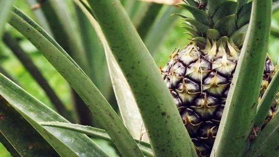 white jade pineapple - thehofgarden