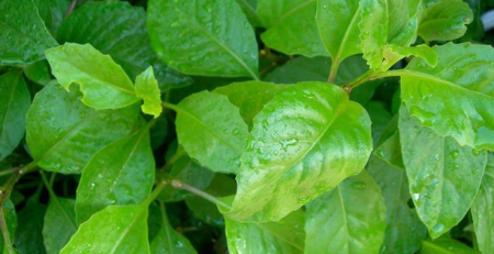 Gynura Procumbens - complete guide - thehofgarden.com