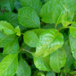 Gynura Procumbens - complete guide - thehofgarden.com