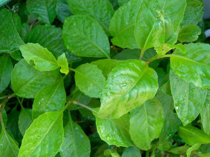 Gynura Procumbens - complete guide - thehofgarden.com