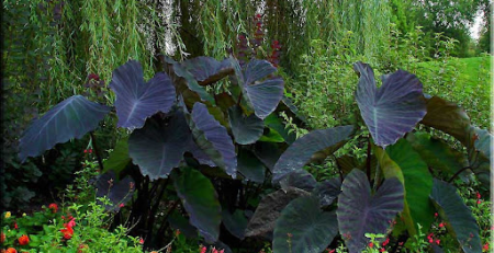 black magic plant - thehofgarden