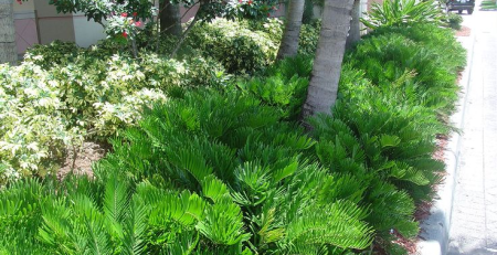 coontie palm - thehofgarden