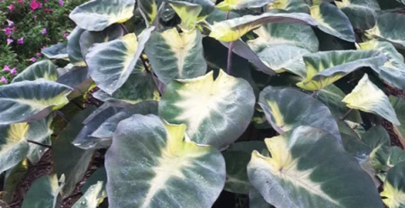 colocasia tropical storm - thehofgarden