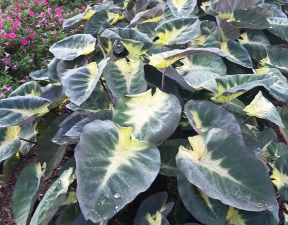 colocasia tropical storm - thehofgarden