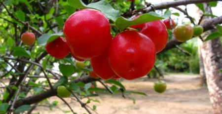 acerola tree - the hofgarden