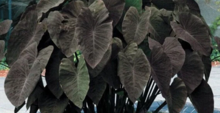 black beauty elephant ear the hof garden