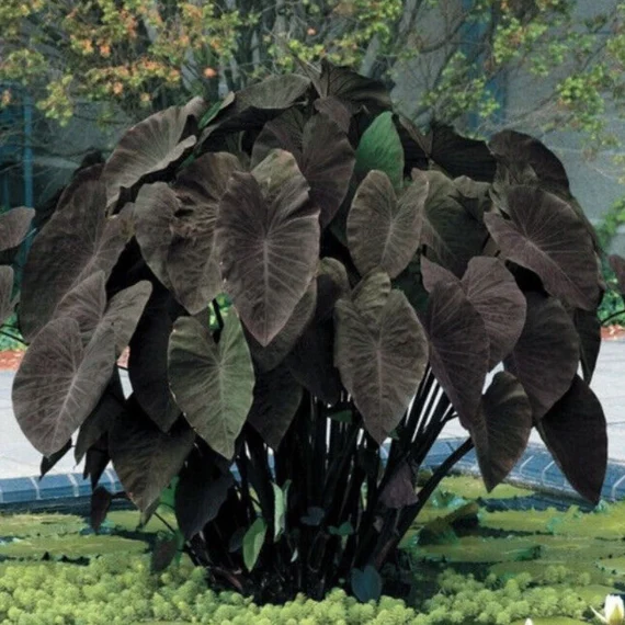 black beauty elephant ear the hof garden