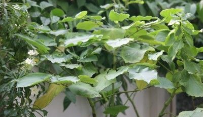 root beer plant - thehofgarden