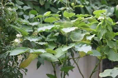 root beer plant - thehofgarden