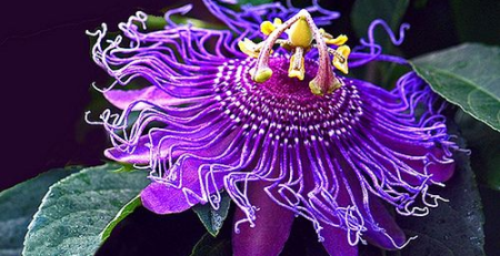 purple passion fruit plant