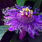 purple passion fruit plant