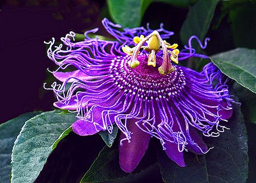 purple passion fruit plant