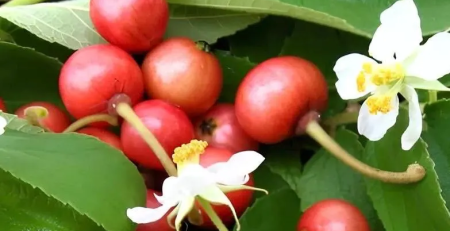 jamaica cherry - the hof garden