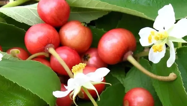 jamaica cherry - the hof garden