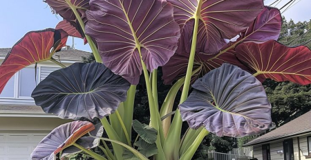 Black Magic Elephant Ear Plant - TheHofGarden