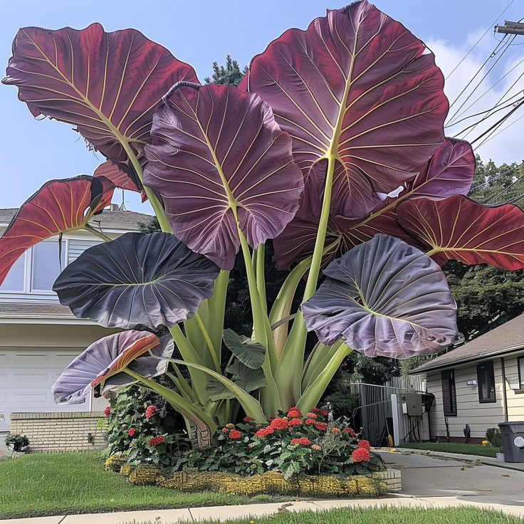 Black Magic Elephant Ear Plant - TheHofGarden