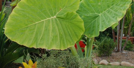 alocasia gigantea - the hof garden