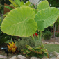 alocasia gigantea - the hof garden