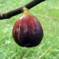 magnolia fig - the hof garden