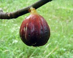 magnolia fig - the hof garden