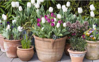 Do Tulips in Pots Come Back Every Year