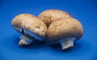 How to Grow Portobello Mushrooms