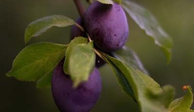 Violette de Bordeaux Fig