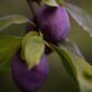 Violette de Bordeaux Fig