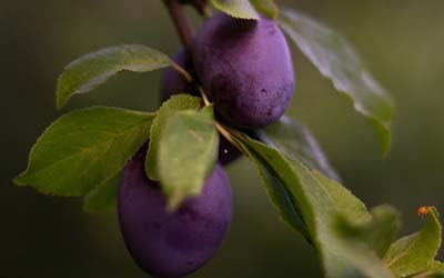 Violette de Bordeaux Fig