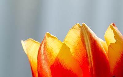 How often do Tulips bloom