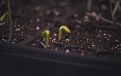 when to separate seedlings
