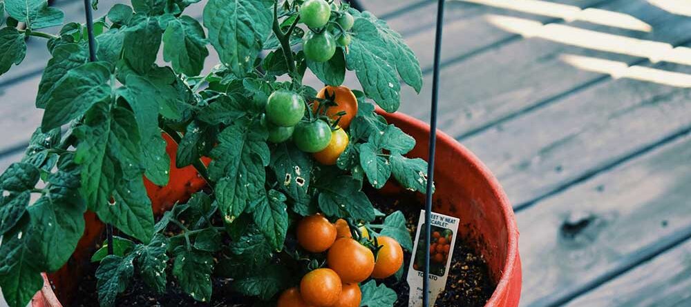Vegetable Container Gardening for Beginners