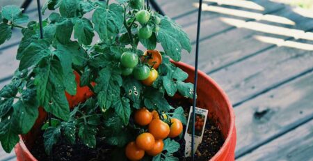 Vegetable Container Gardening for Beginners