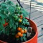 Vegetable Container Gardening for Beginners