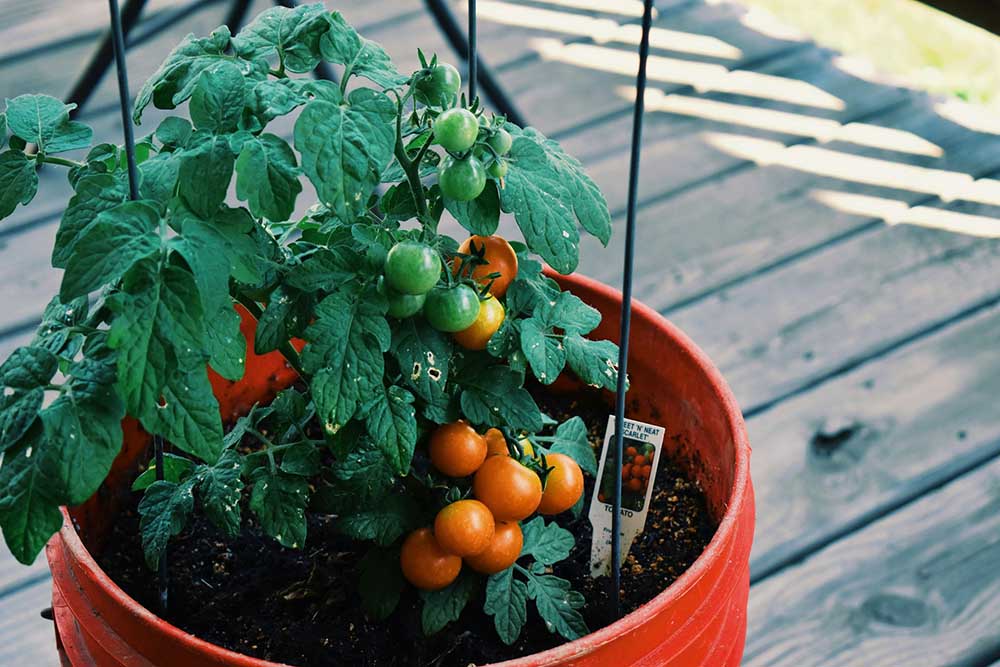 Vegetable Container Gardening for Beginners
